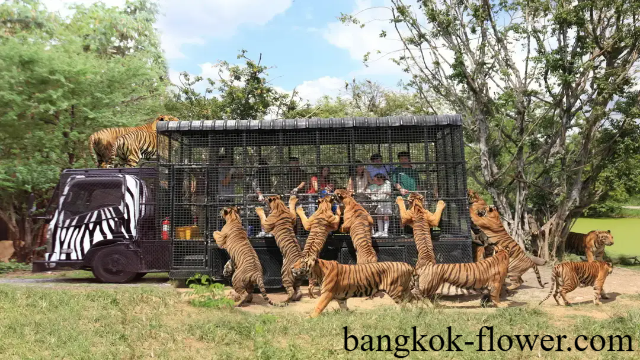 Menyelami Dunia Eksotis Safari World Bangkok