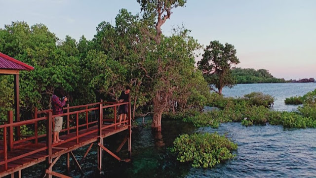 Menyelami Keindahan dan Manfaat Mangrove Rewataa